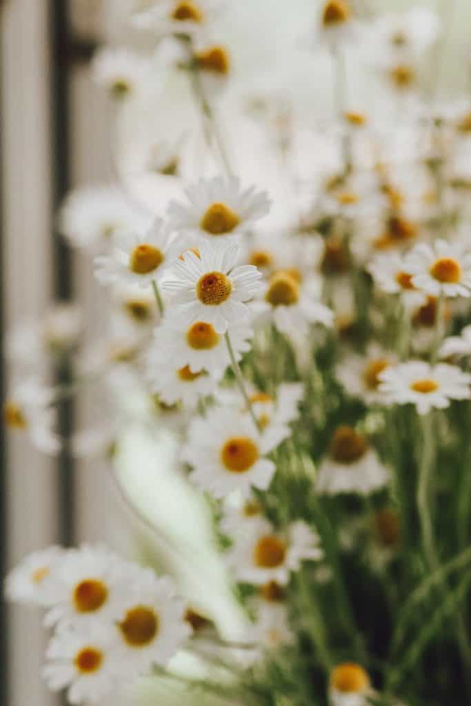 Marc Jacobs Daisy Perfume: 12 Of The Best a bunch of daisies