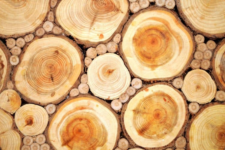 What Sandalwood Smells Like + Origins and Benefits what does sandalwood smell like