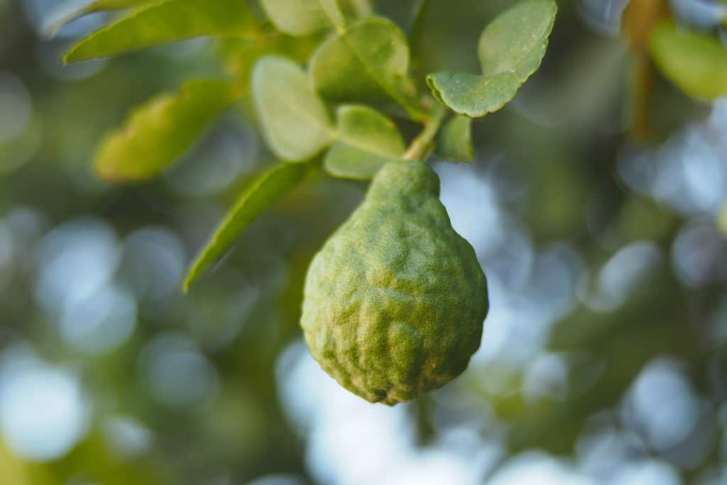 What Does Bergamot Smell Like? what-does-bergamot-smell-like