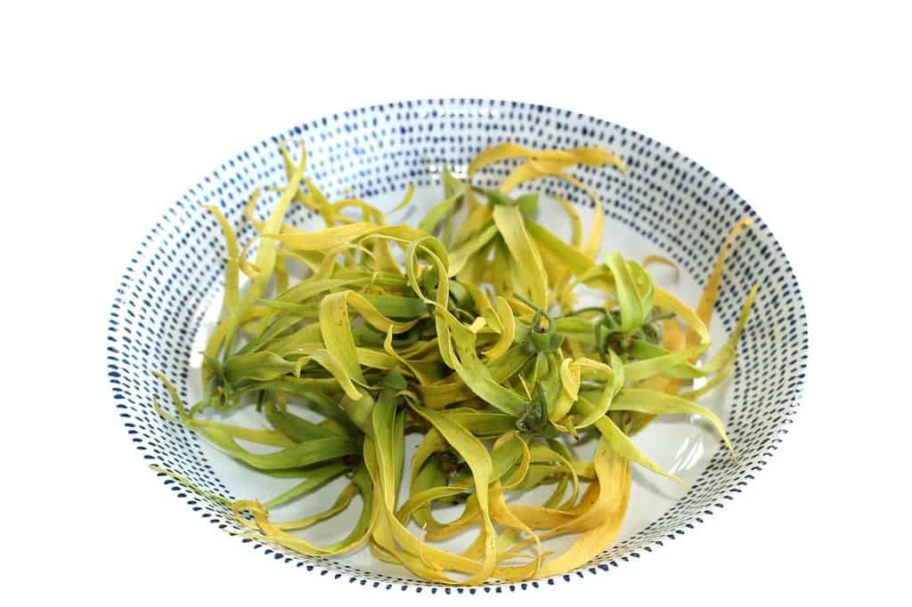 what-does-ylang-ylang-smell-like