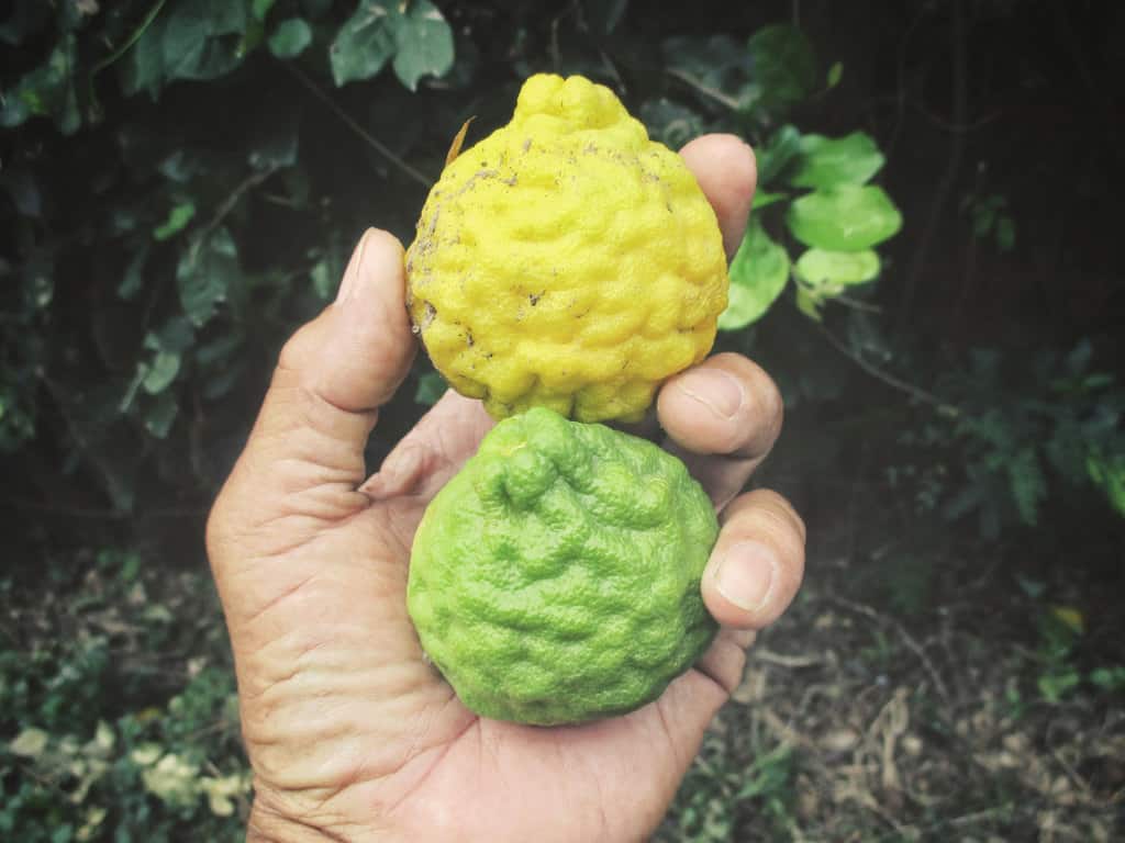 What does bergamot smell like