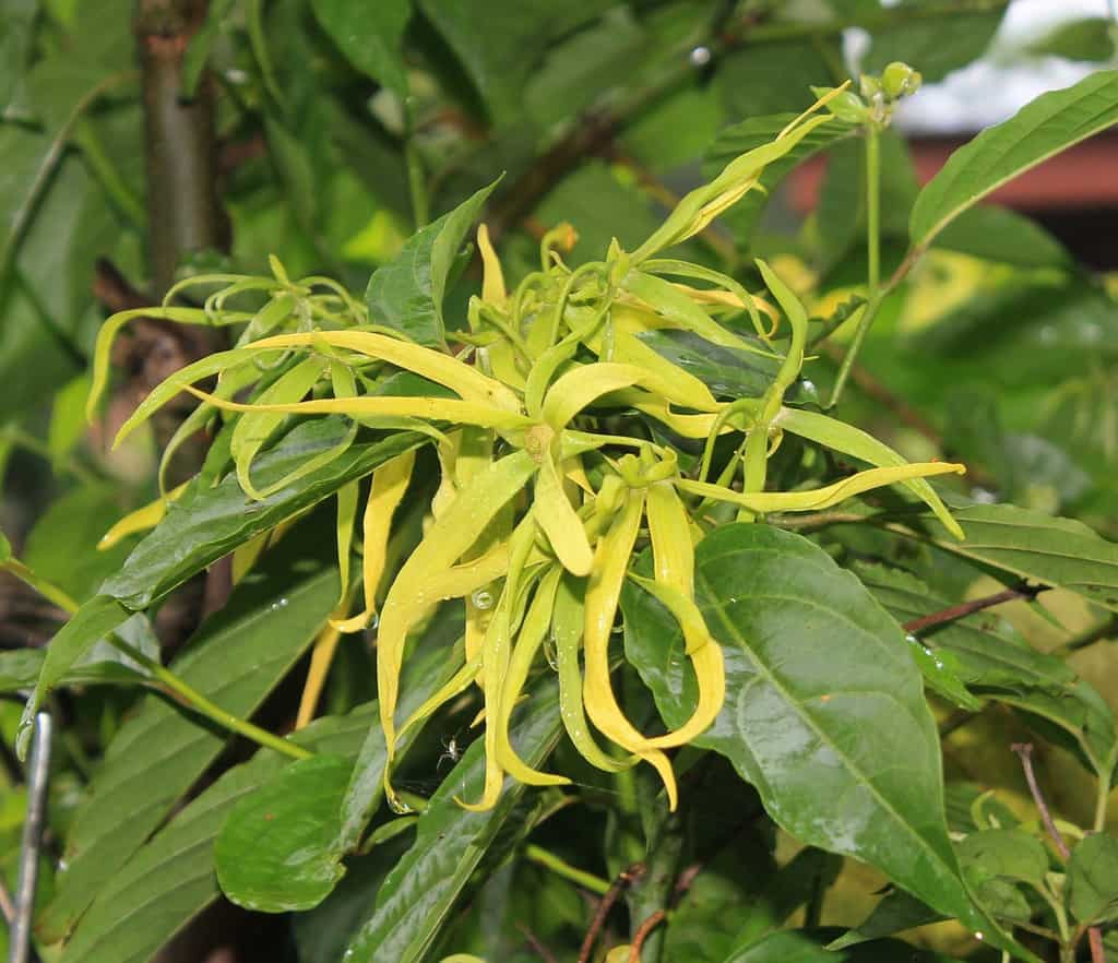 What Does Ylang-Ylang Smell Like? ylang-ylang-scent-flowers