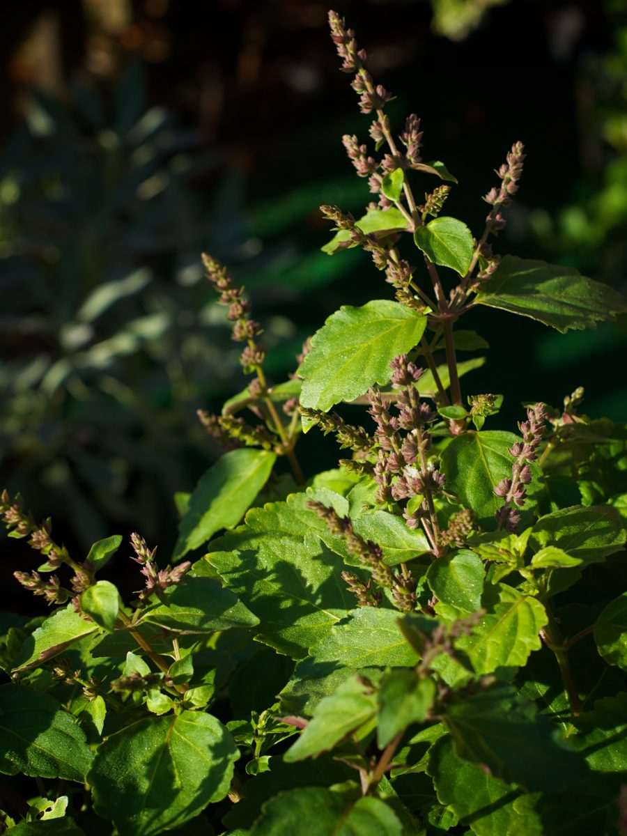 What Does Patchouli Smell Like? patchouli plant
