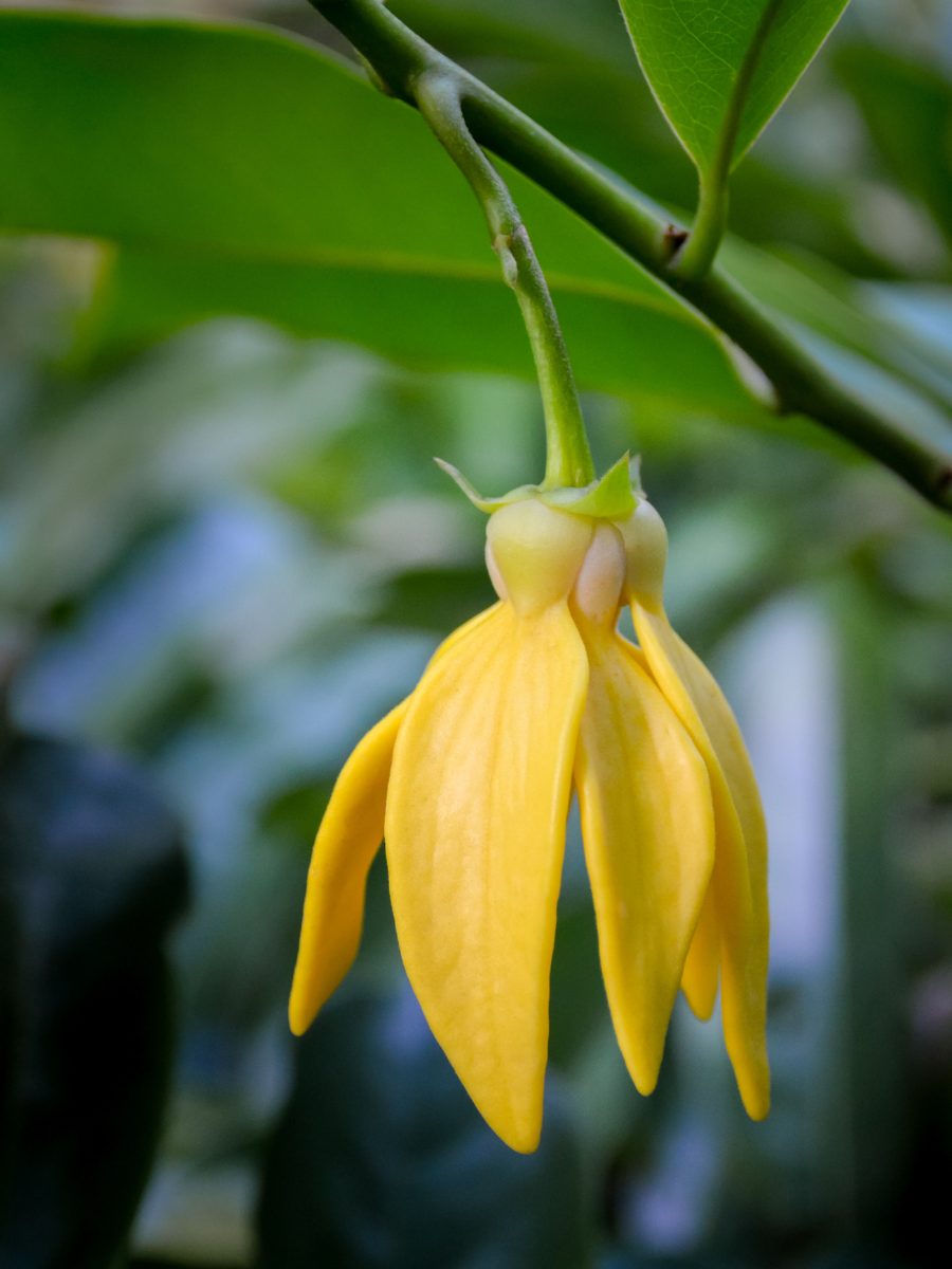 What Does Ylang-Ylang Smell Like? ylang-ylang