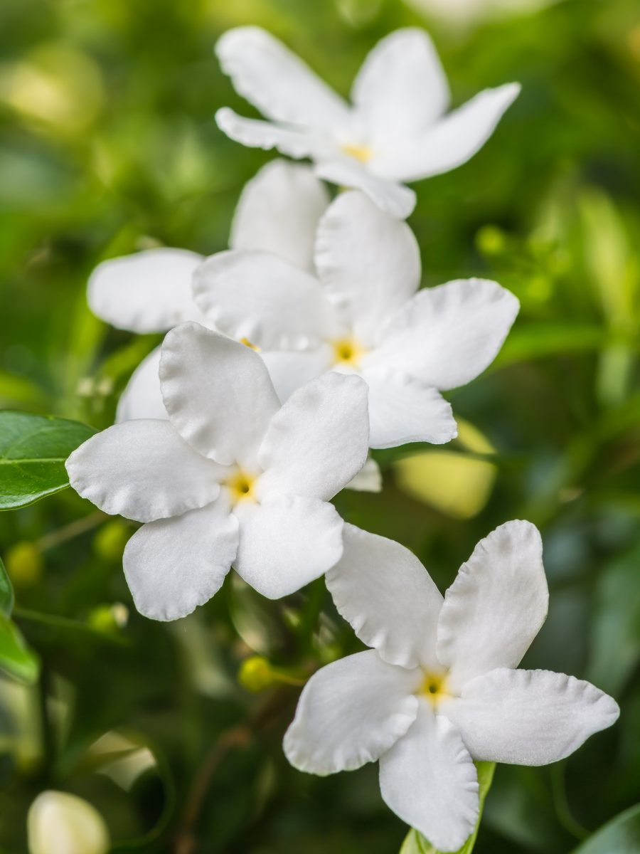 what does jasmine smell like