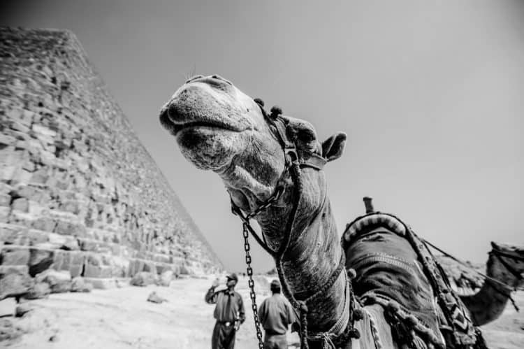 What You Need To Know About Alexandria Fragrances for Men Alexandria Fragrances2