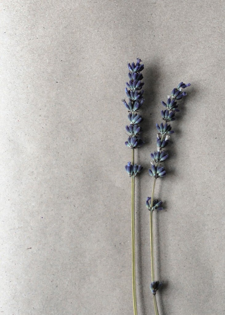 5 Best Lavender Perfumes and Everything You Need to Know About It lavender1