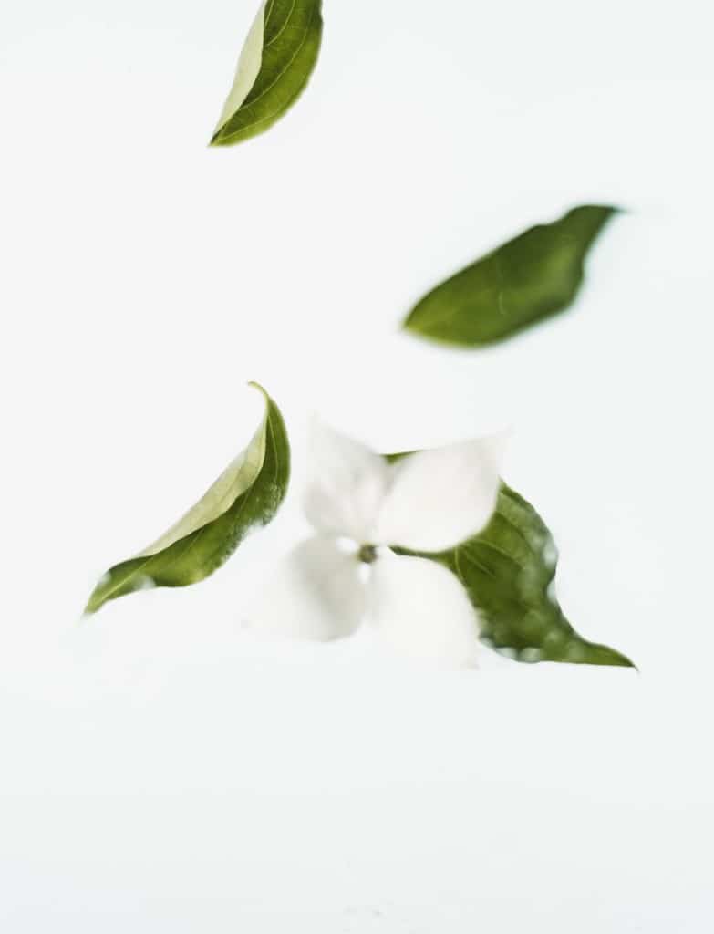 All About Gardenia Perfumes Plus 10 of the Best All About Gardenia Perfumes Plus 10 of the Best