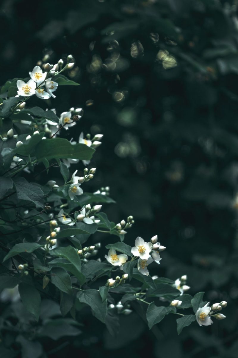 Jo Malone Orange Blossom Cologne: Nature in A Bottle orange blossom