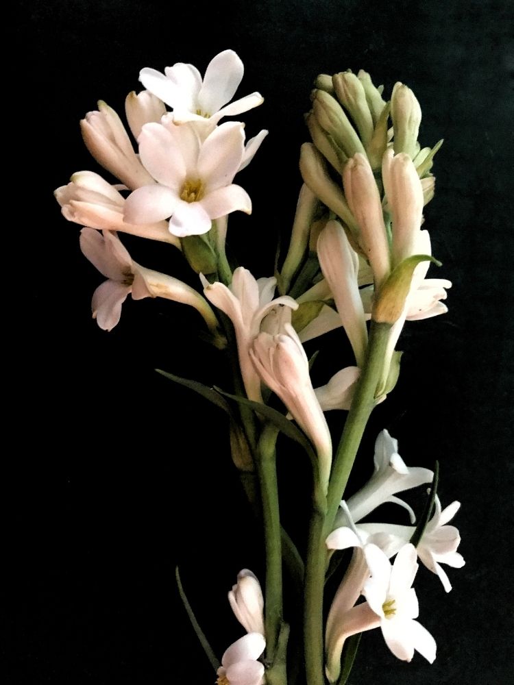 Jimmy Choo Flash Perfume Reviewed: Incredibly Sweet & Alluring tuberose