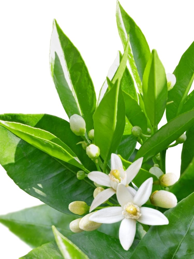 Versace Pour Homme Reviewed: A Perfect Nighttime Cologne neroli flower