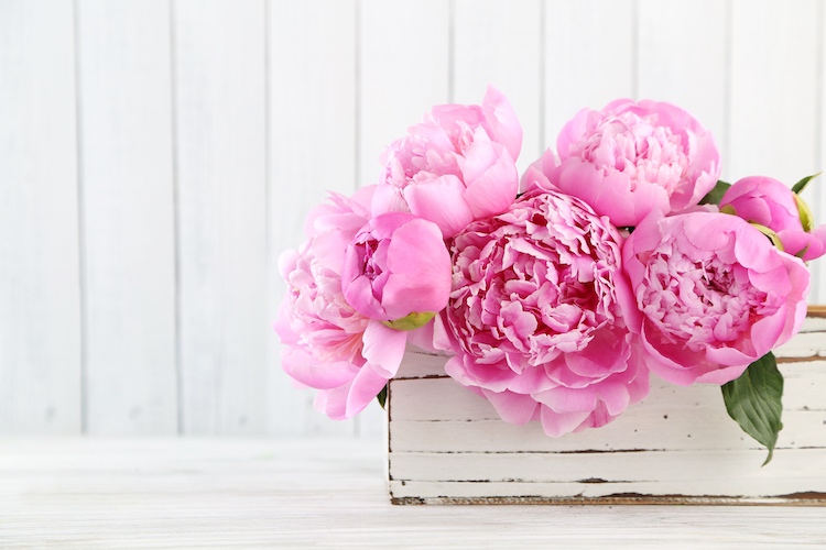 Michael Kors Sexy Blossom Eau de Parfum Spray Review: Classic & Versatile Peoni