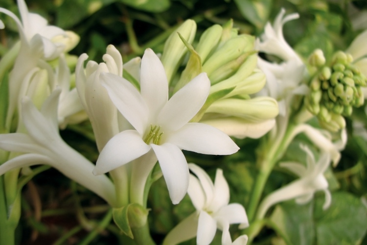21 Best Tuberose Fragrances: Fresh, Beautiful & Exotic tuberose