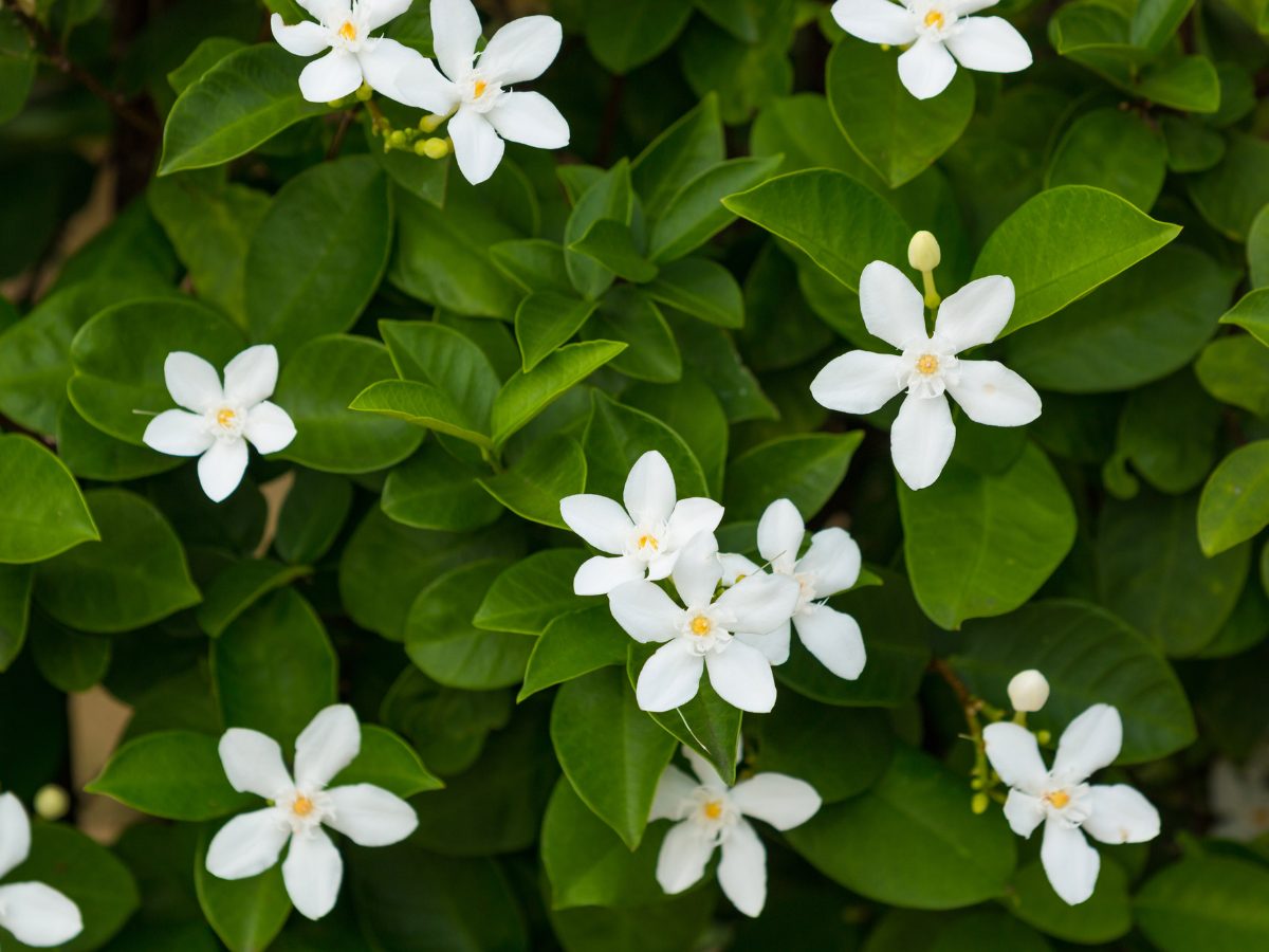 11 Best Jasmine Perfumes: Simply Sweet & Enticing beautiful jasmine flowers