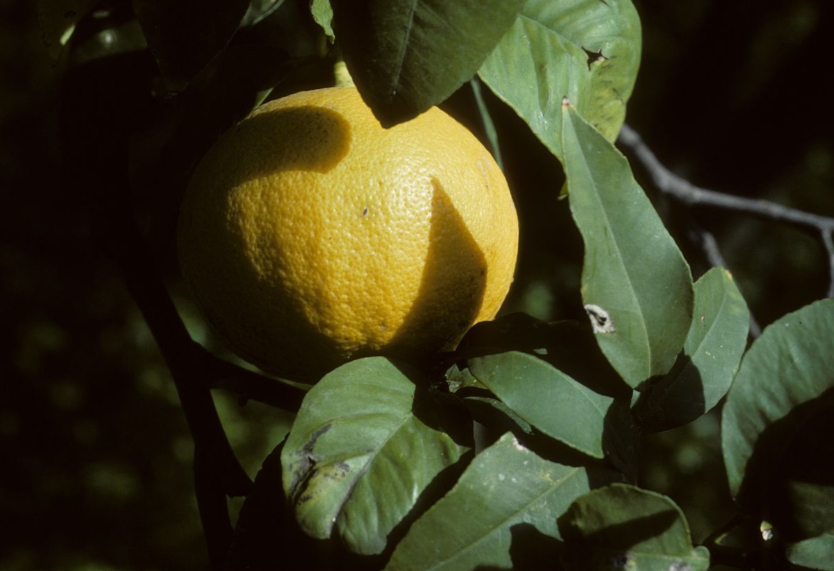 11 Best Unisex Bergamot Perfumes: Incredibly Citrus bergamot citrus