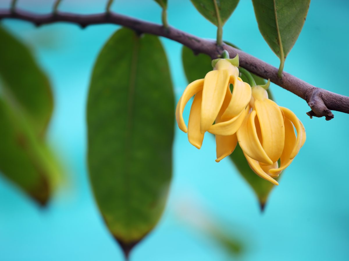 5 Best Ylang-Ylang Scents: Unique & Enticing ylang ylang flower