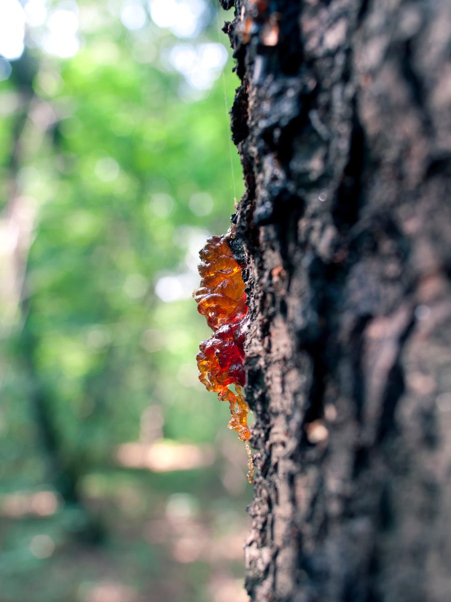 What Does Amber Smell Like? Amber Resin