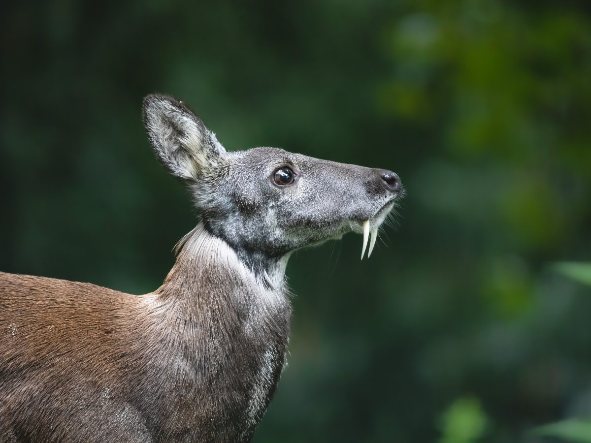 What Does Musk Smell Like? male musk deer