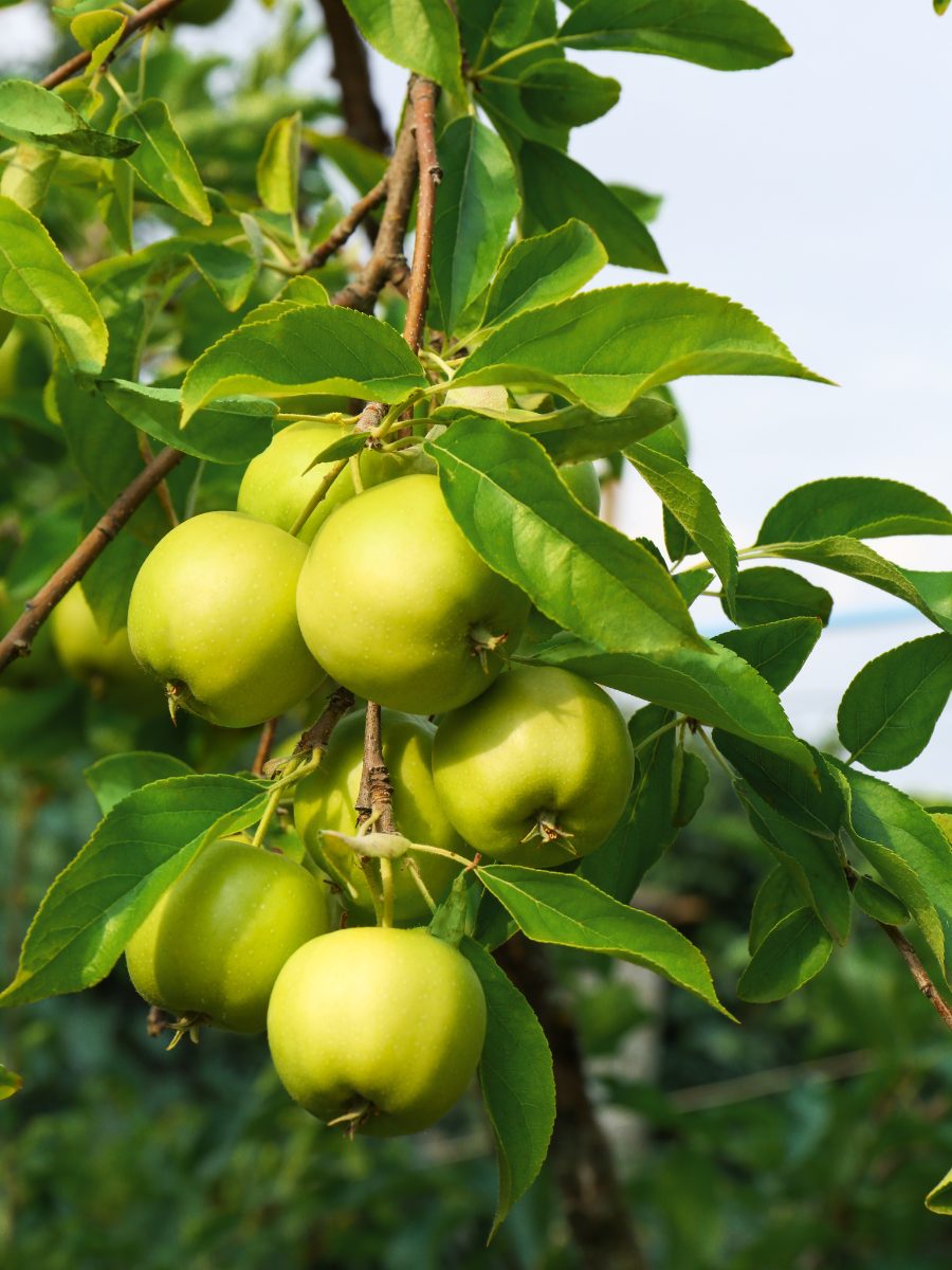 26 Best Green Fragrances: Evoke The Freshness of Nature Green apples
