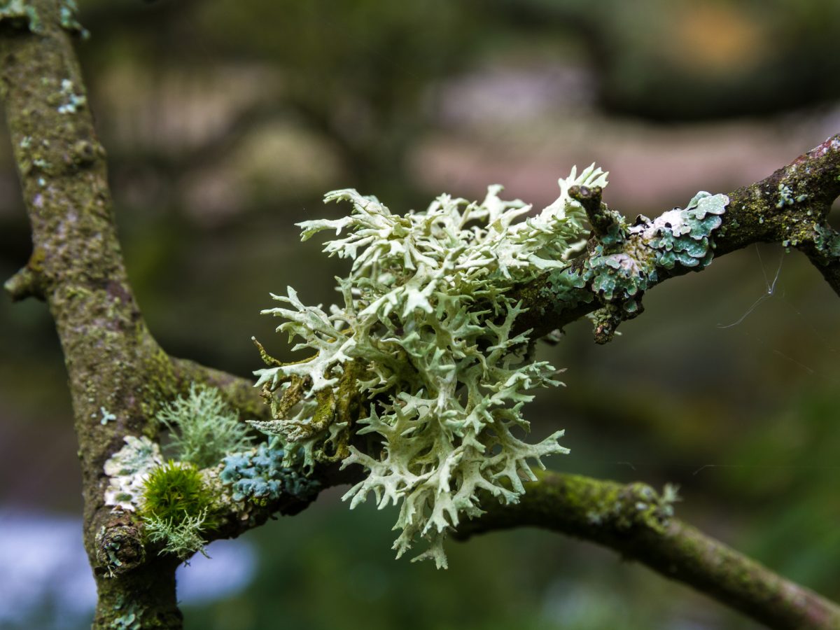 24 Best Oakmoss Scents: Earthy, Woody & Green Oakmoss