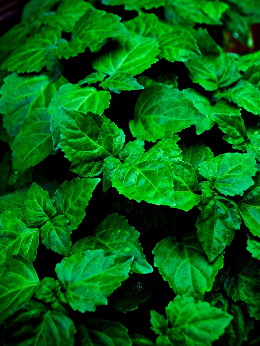 What Does Vetiver Smell Like? Patchouli leaves