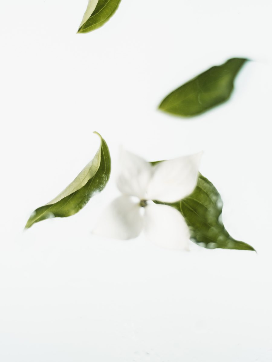 Elizabeth Arden White Tea EDP Review: Light & Airy White Tea Leaves