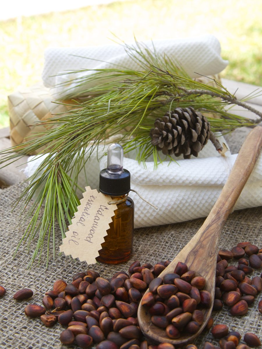 What Does Cedar Smell Like in Perfumery? What Does Cedar Smell Like in Perfumery?