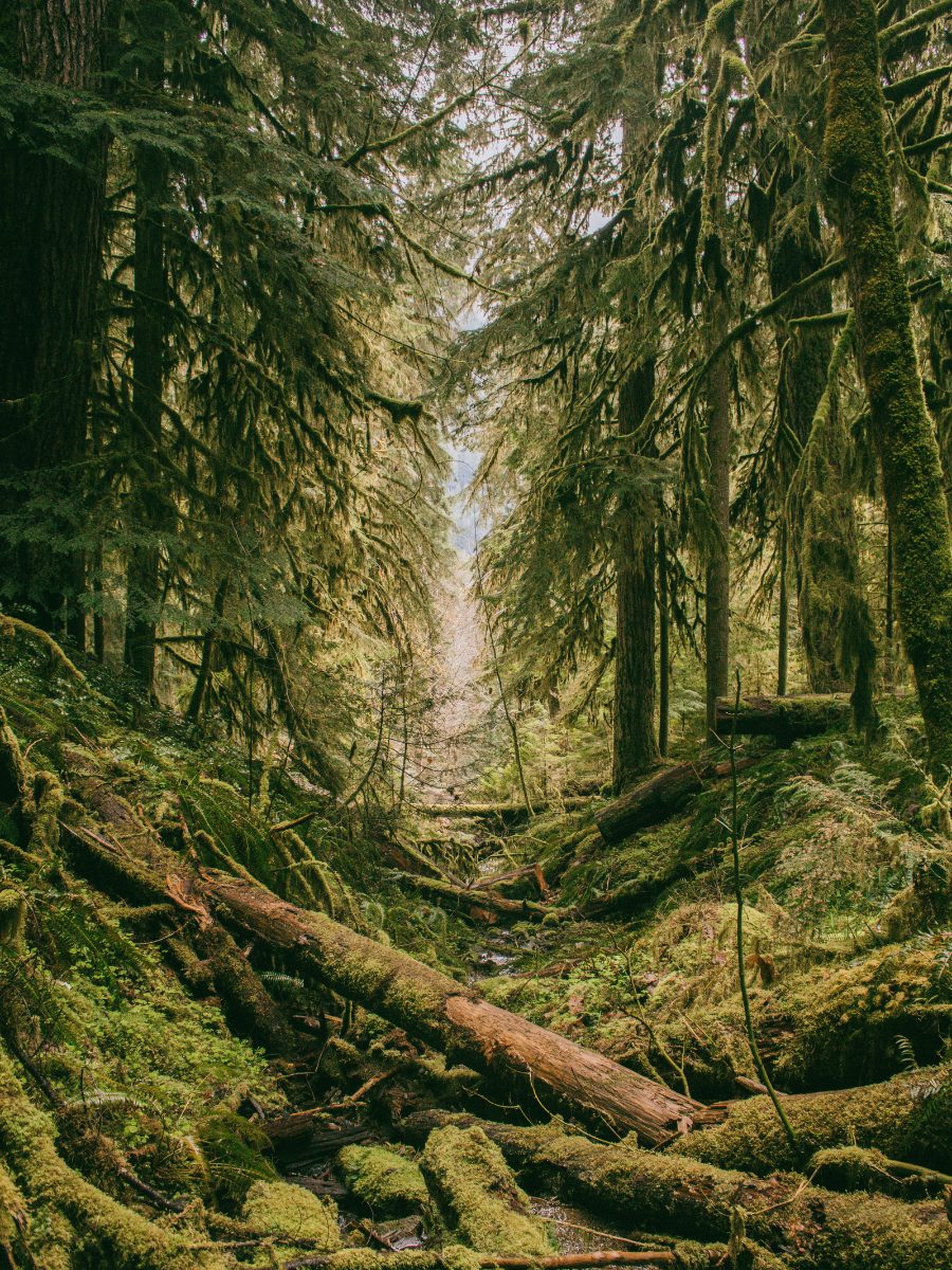 9 Best Mossy Woods Scents in Perfumery: Earthy, Damp & Vibrant Green