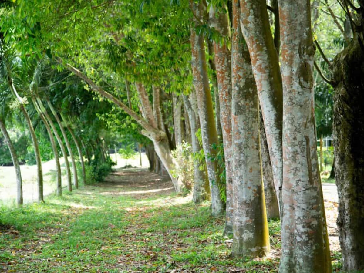 11 Best Oud Perfumes (That Aren’t Overwhelming) Agar Trees for Oud