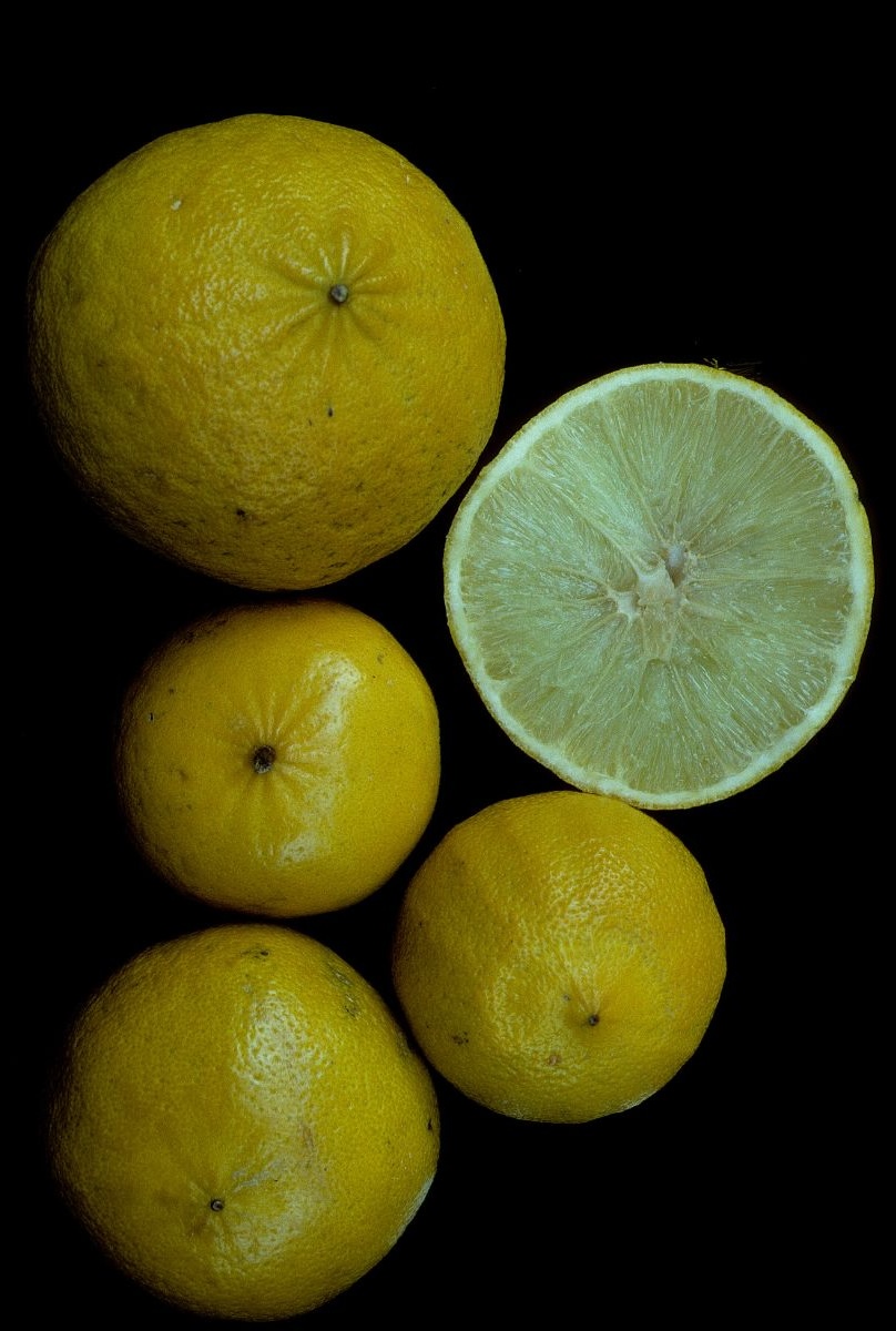 Puredistance Papilio Parfum Review: On the Wings of a Butterfly bergamot